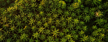 Palm Leaf Products Production vs. Palm Oil Production - Here are the facts!